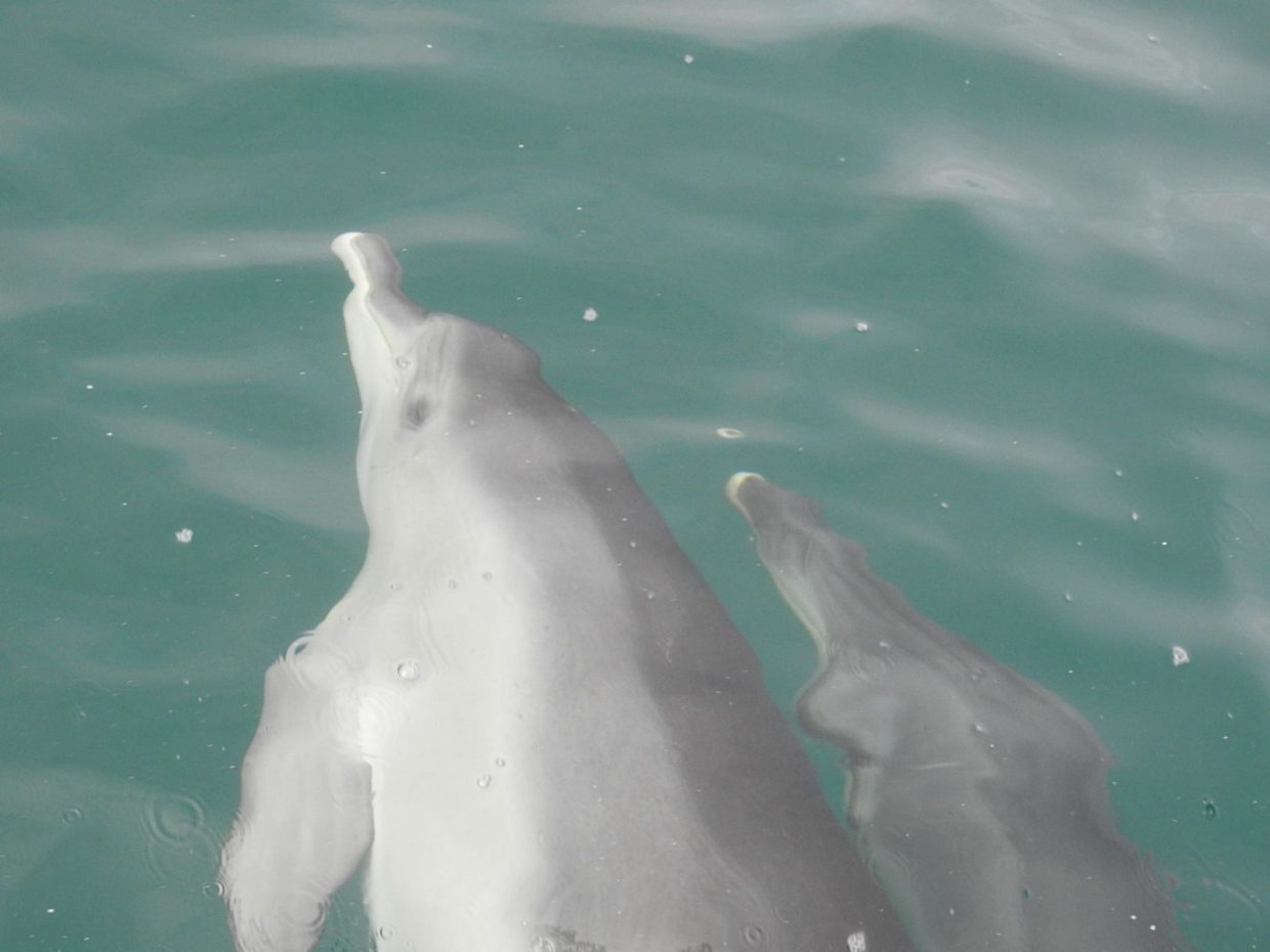 Delfine, Robben und ein Special Guest